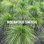 2019 Miscanthus Sinensis2
