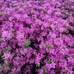 Azalea 'Herbert' 3 GAL Group Blooms