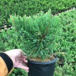 L Juniperus ch. 'Sea Green' 1 Gal 6 Mo Prior to Curr