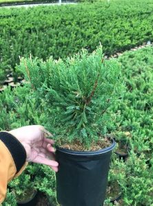 L Juniperus ch. 'Sea Green' 1 Gal 6 Mo Prior to Curr