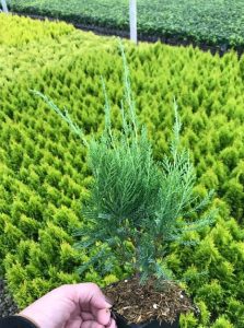 L Juniperus ch. 'Sea Green' 4 IN