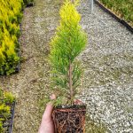 L Thuja p. Forever Goldy 4IN w Root